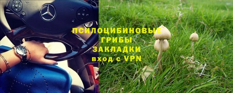 Псилоцибиновые грибы Psilocybe Верхняя Тура